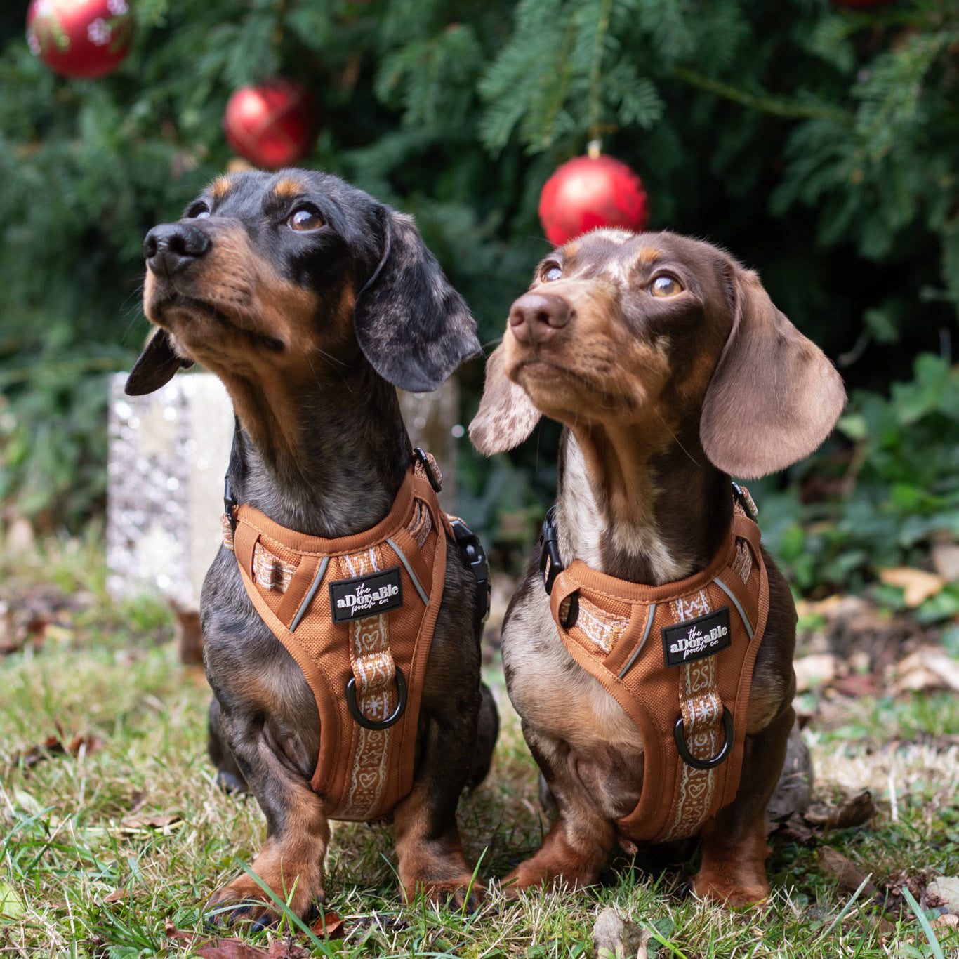 Hike & Go™ Harness - Gingerbread Frosting