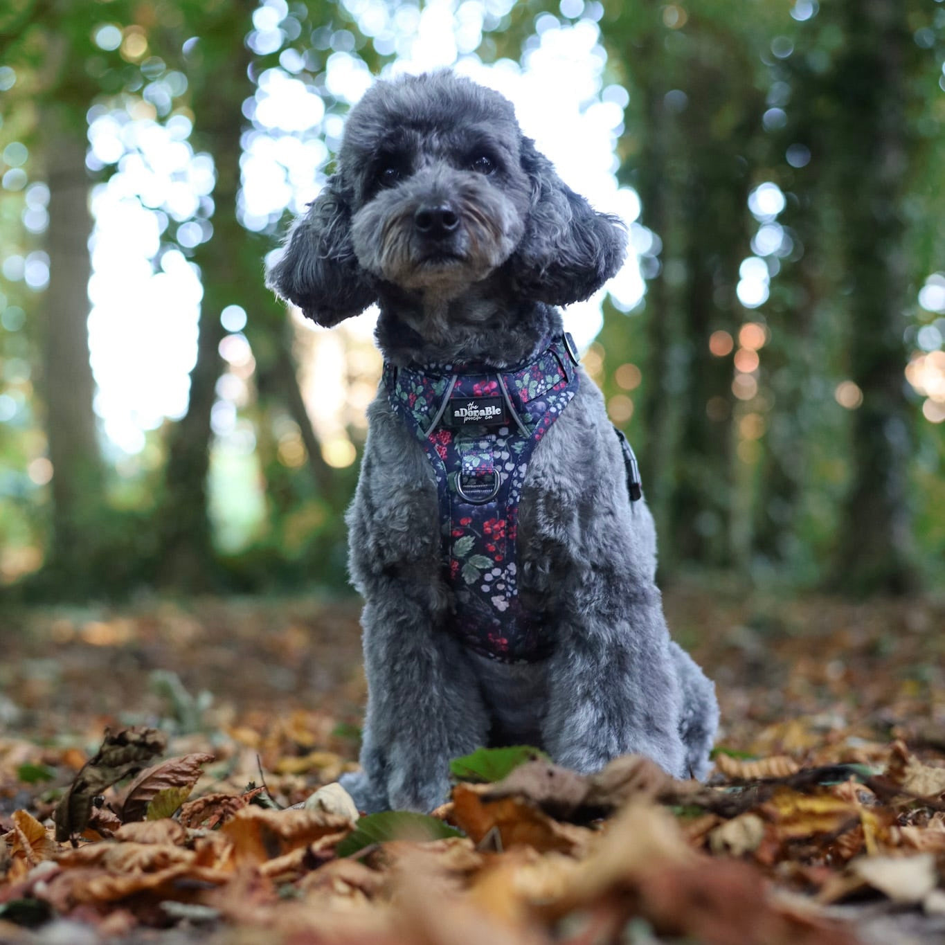 Hike & Go Lite™ Harness - Bramble Berry