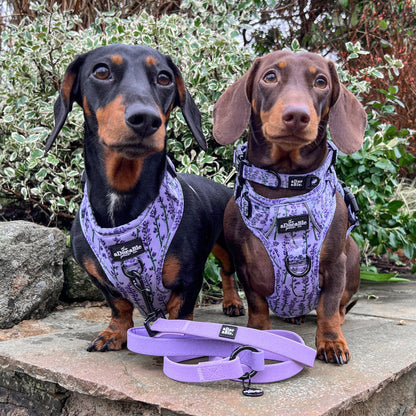 Hike & Go Lite™ Harness - Lavender Haze