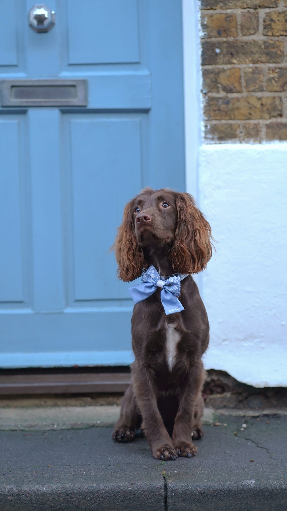 Dog wearing a blue sailor bow tie sitting in front of a blue door.