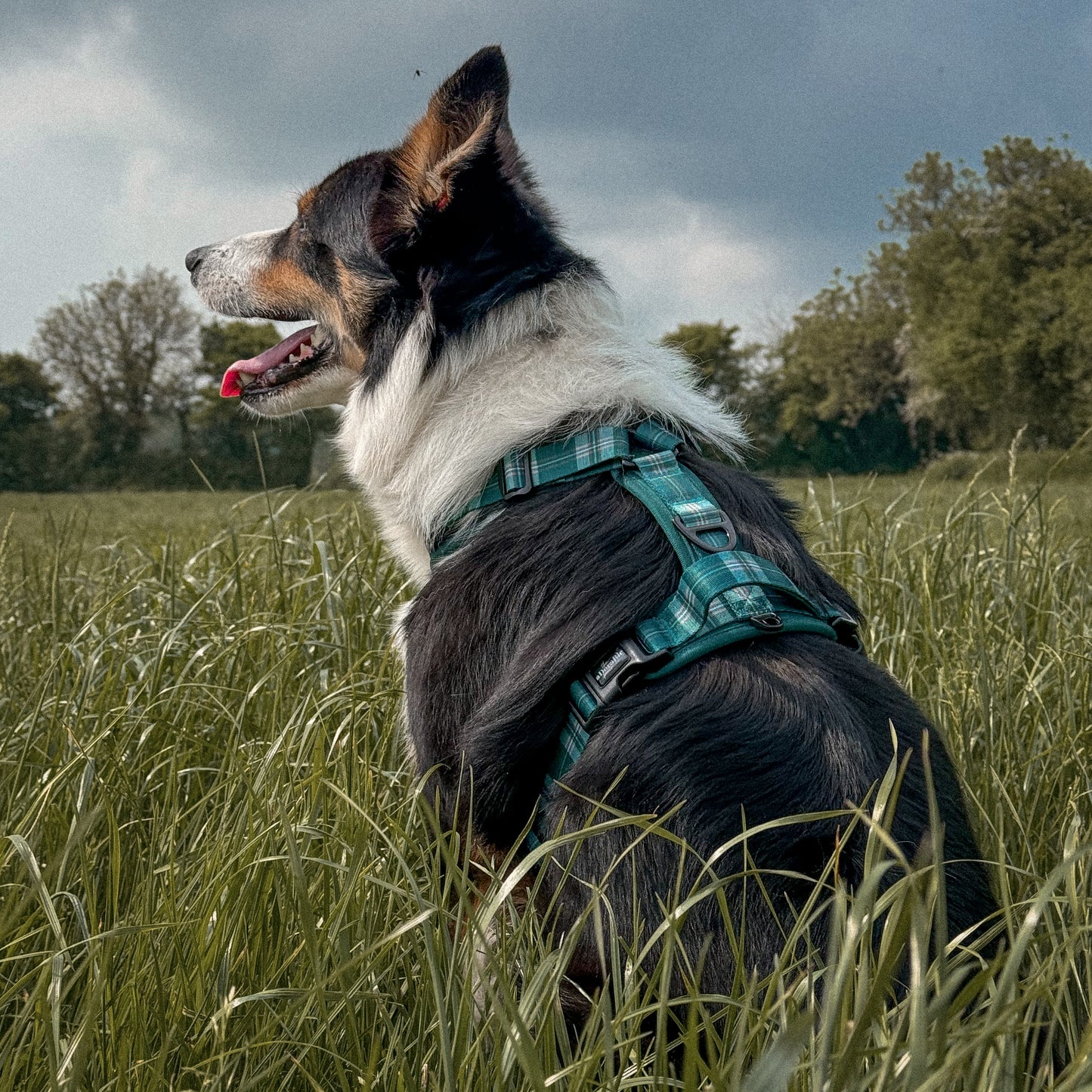 Streamline Pro™ Dog Harness - Heritage Collection - Pheasant Green