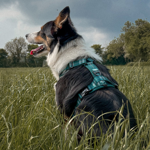 Streamline Pro™ Harness - Heritage Collection - Pheasant Green