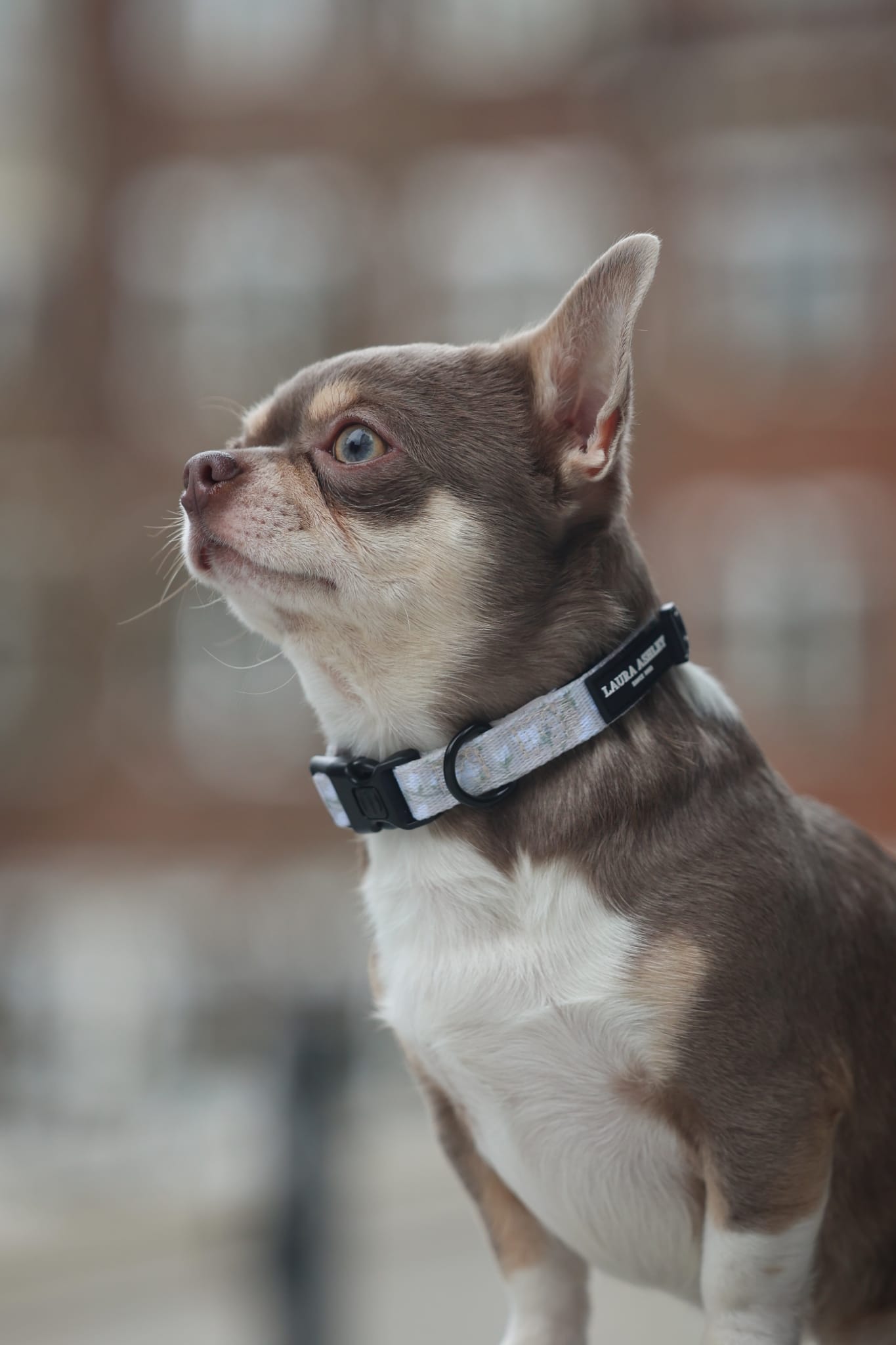 Laura Ashley Dog Collar - Magnolia Grove