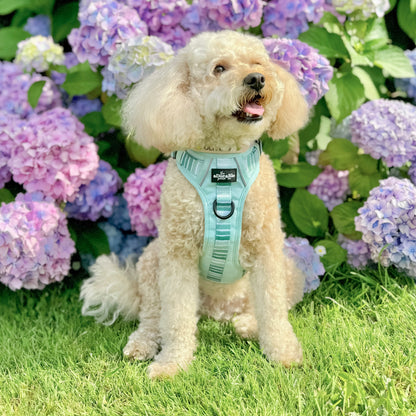 Hike & Go™ Harness - Hint Of Mint