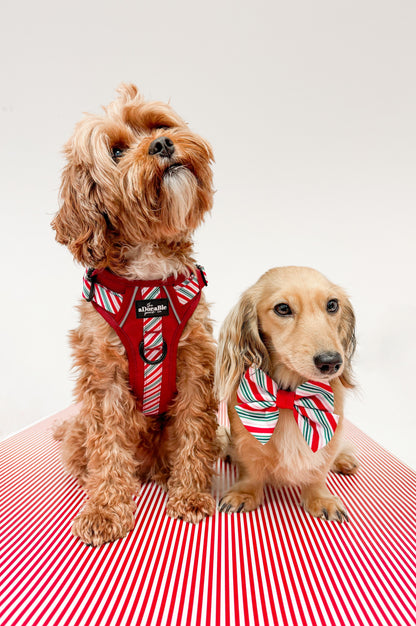 Hike & Go™ Harness - Candy Cane Swirl