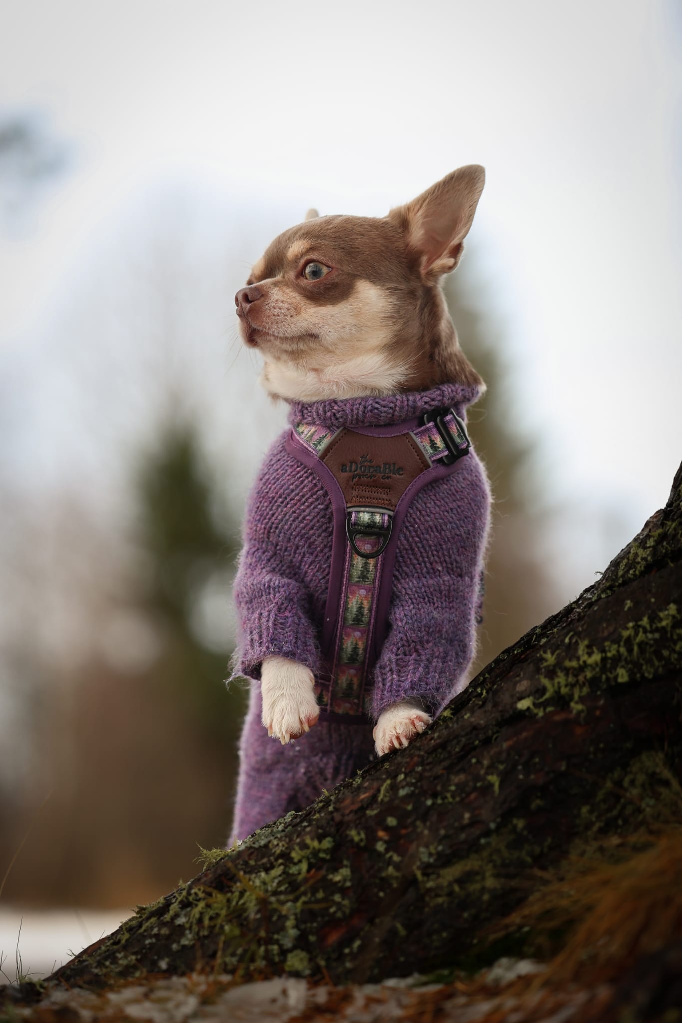 Streamline Pro™ Dog Harness - Moonlit Pines