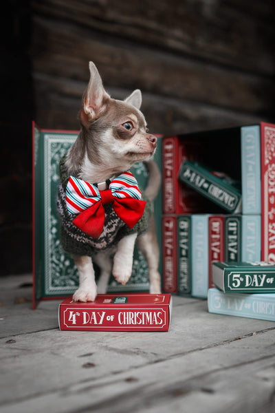 The aDoraBle Pooch Co Advent Calendar