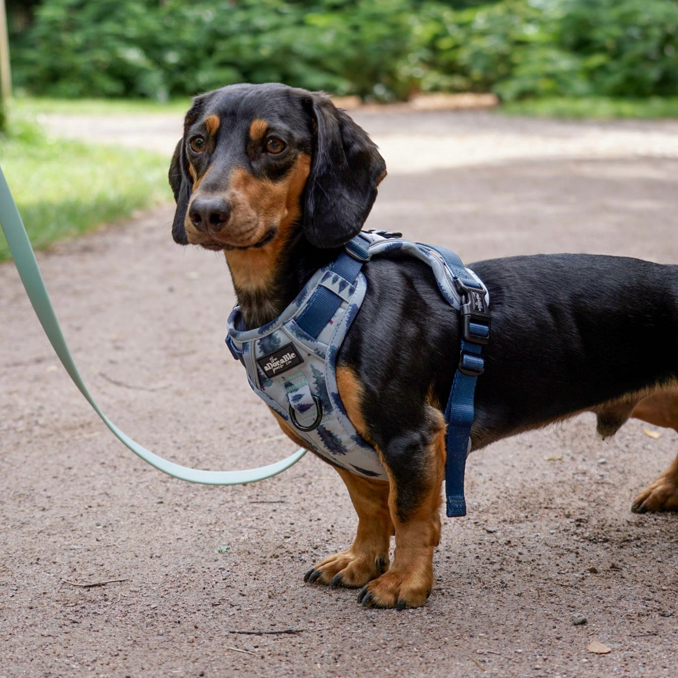 Hike & Go™ Harness - Fresh Pines