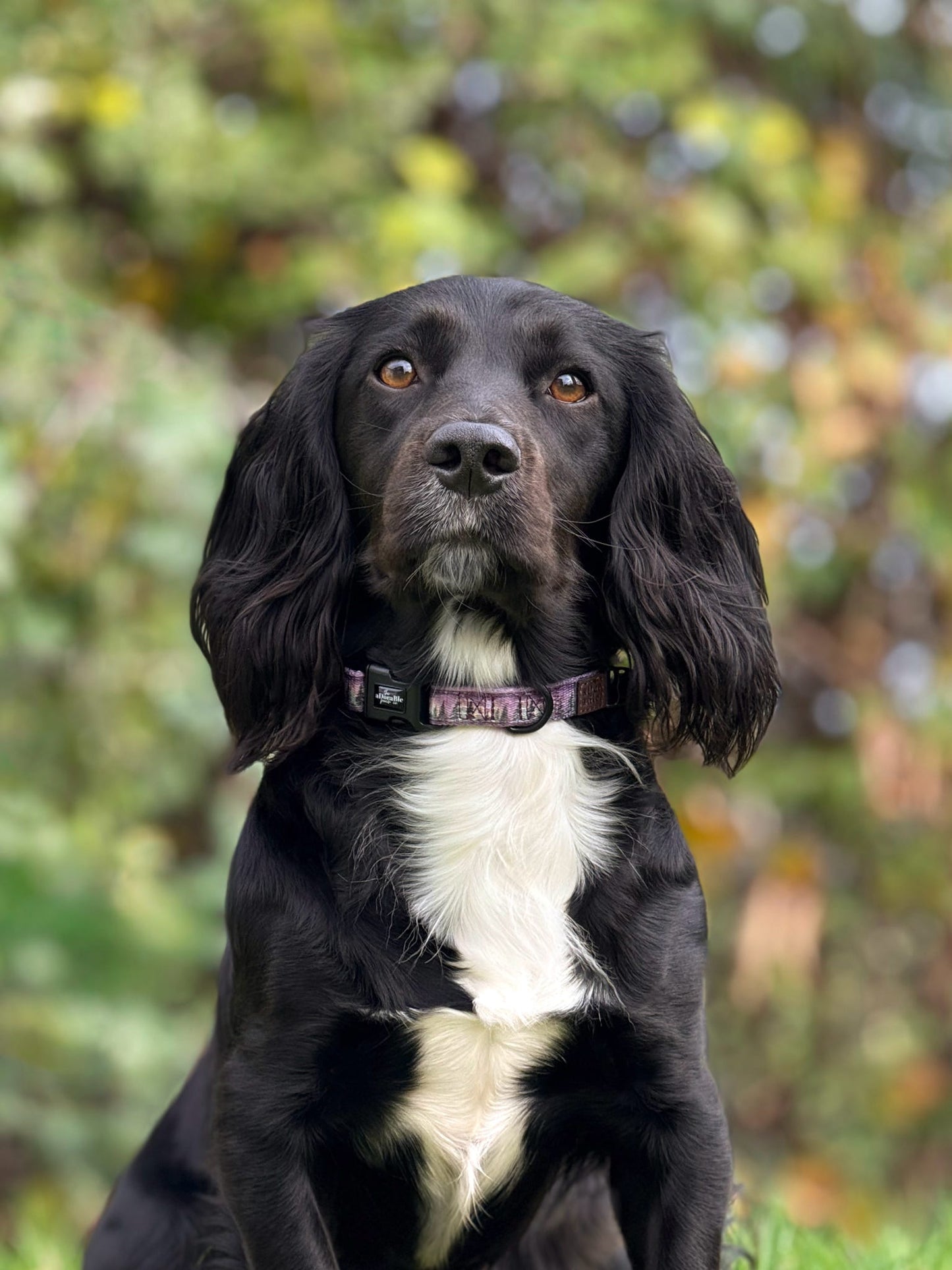 Collar - Moonlit Pines