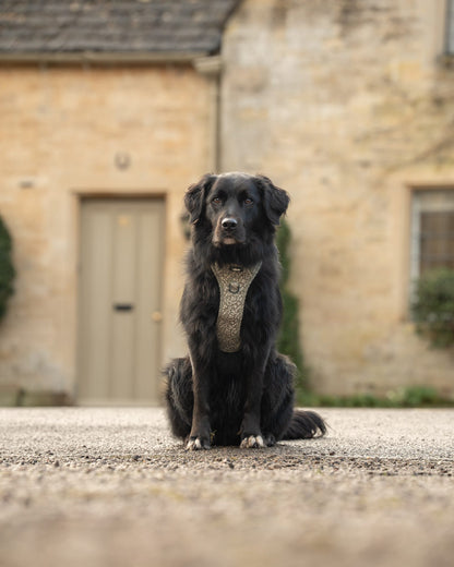 Laura Ashley Dog Harness - Sweet Alyssum