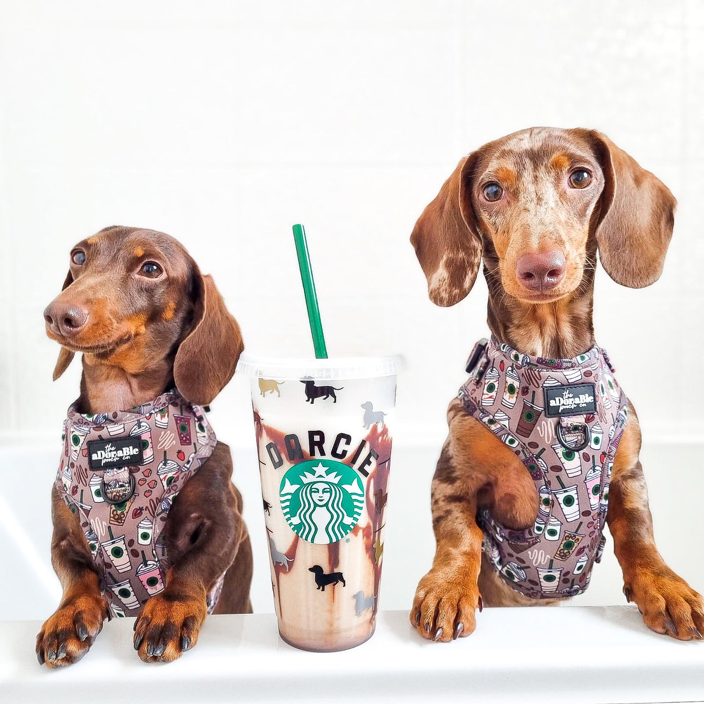 Adjustable Harness - Starbarks Frappé Hour - Large