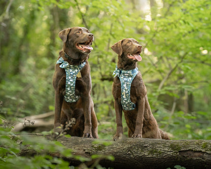 Hike & Go Lite™ Harness - Twelve Days