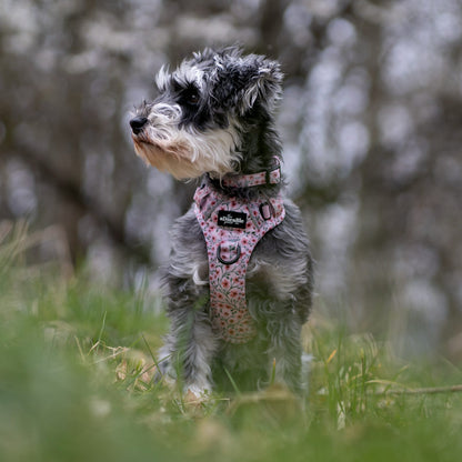 Dog wearing a floral harness standing on grass with a blurred natural background
