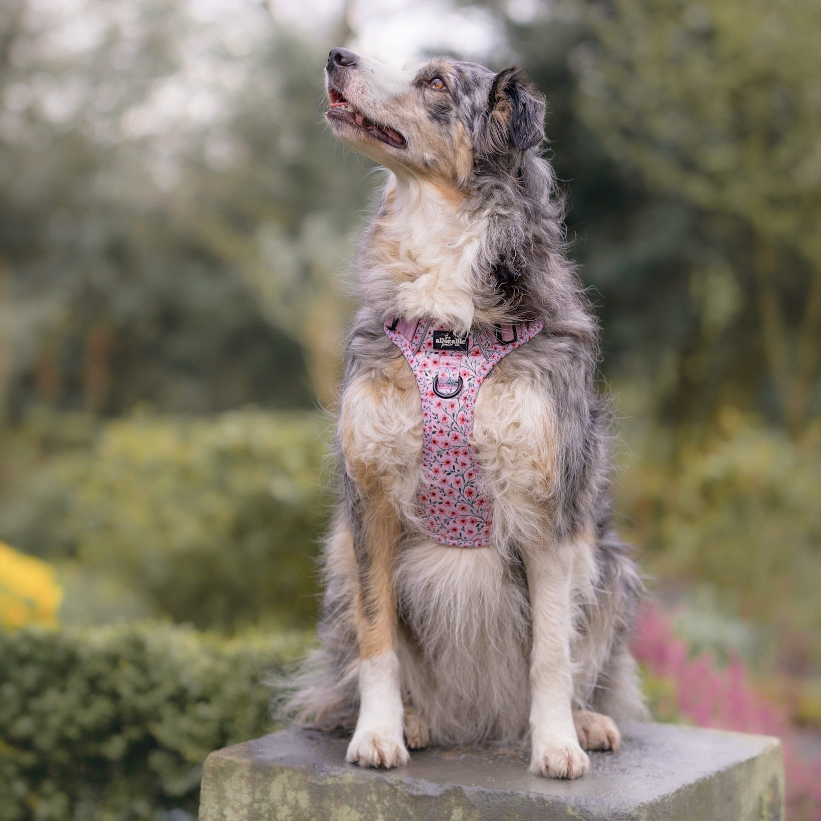 Dog wearing a pink harness sitting on a stone ledge with a blurred garden background