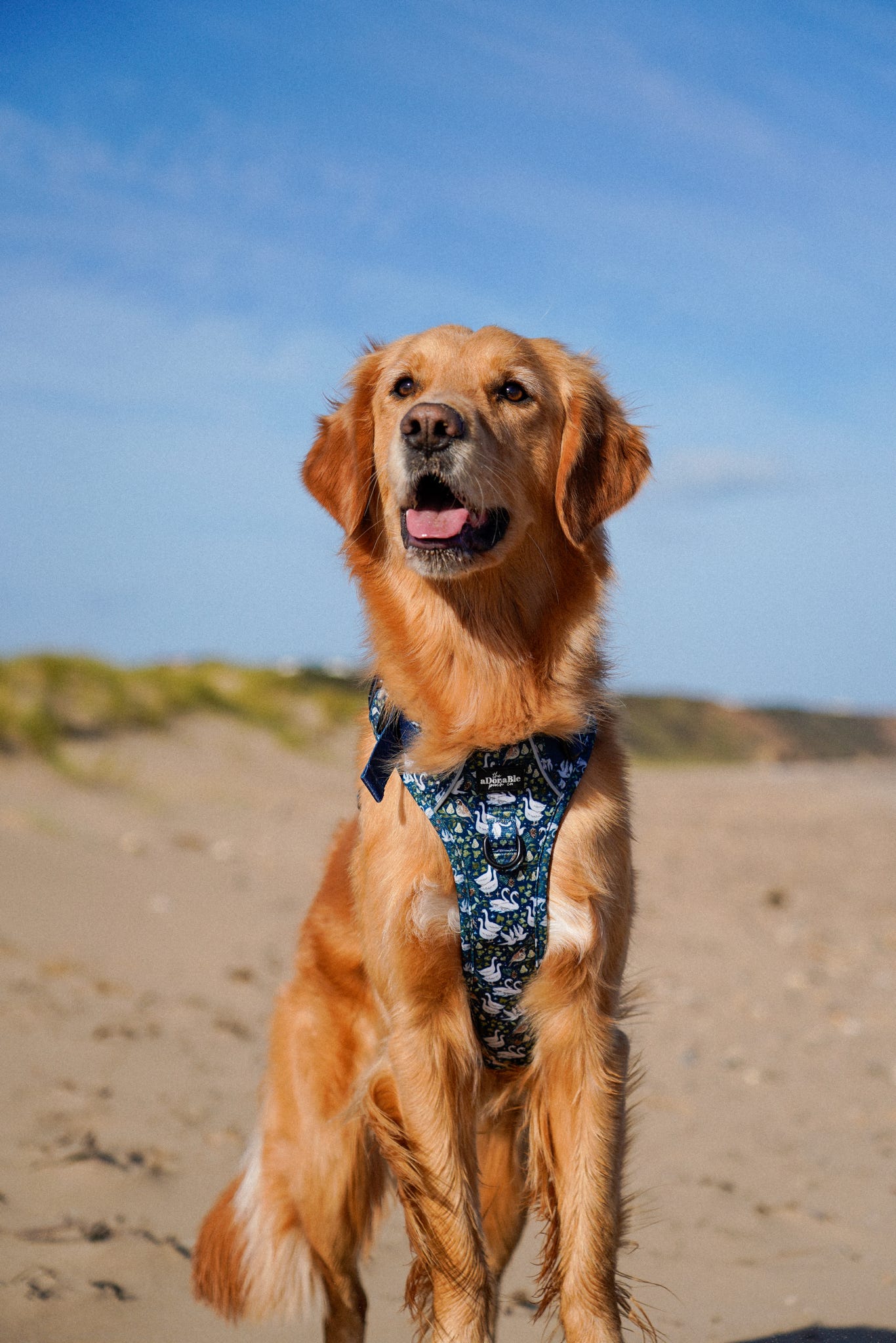 Hike & Go Lite™ Harness - Twelve Days