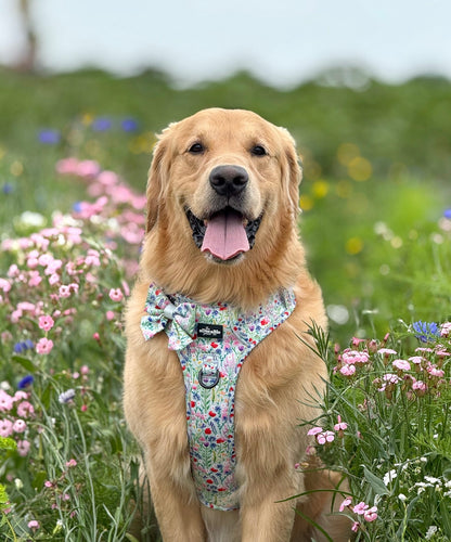 Hike & Go Lite™ Harness - Wildflower Meadow