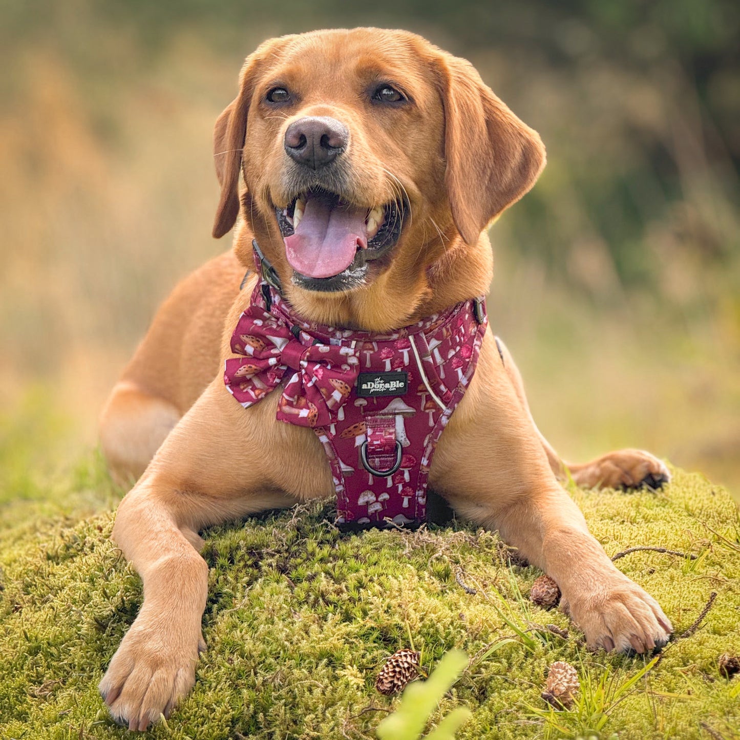 Hike & Go Lite™ Harness - Mulberry Mushrooms