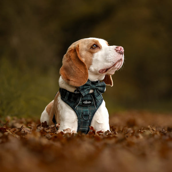 Sailor Bow Tie - LUXE Hunter Green Plaid