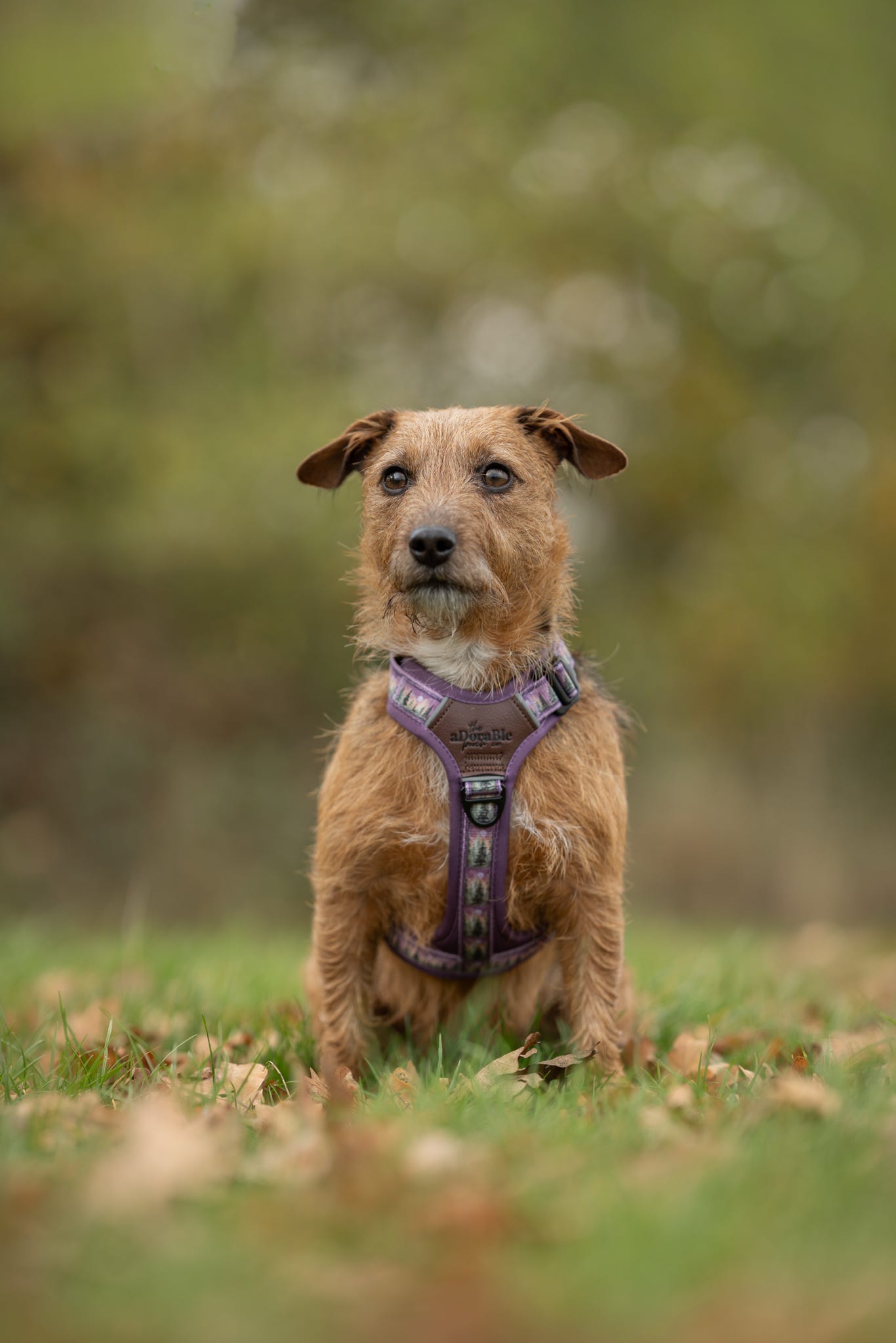 Streamline Pro™ Dog Harness - Moonlit Pines