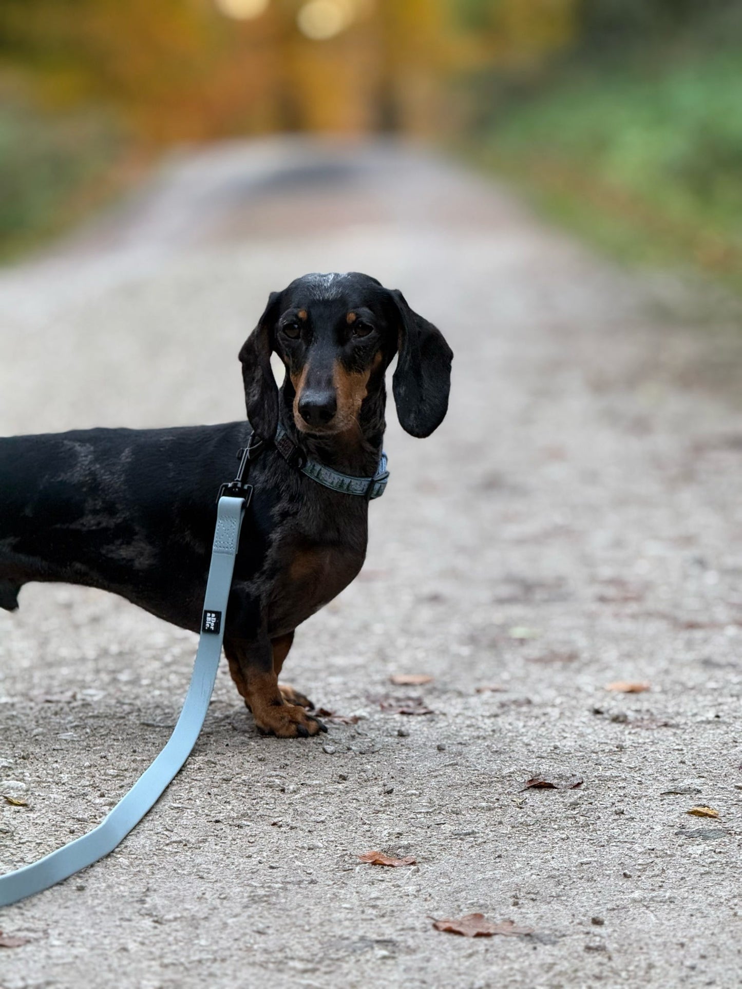 Collar - Daydream Heights