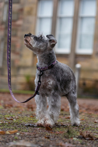 Collar - Moonlit Pines