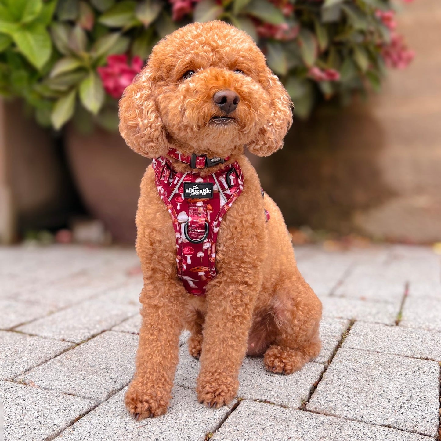 Hike & Go Lite™ Harness - Mulberry Mushrooms