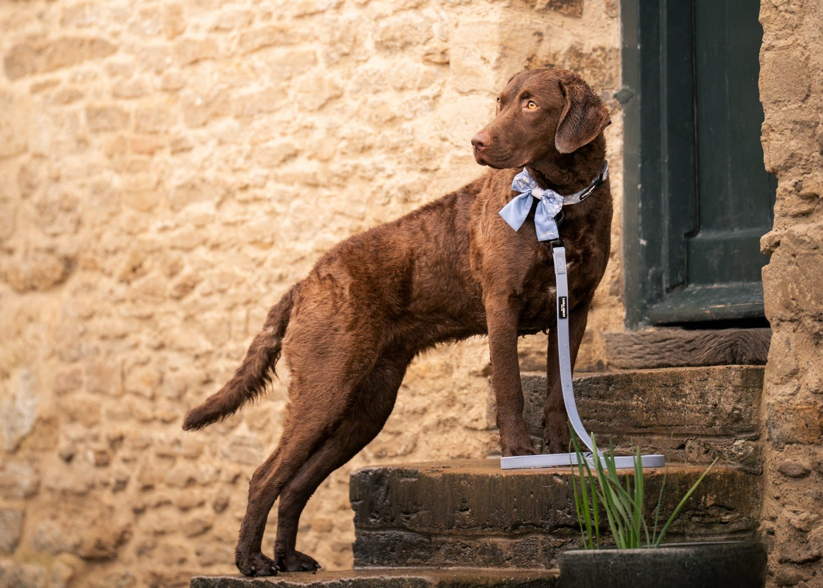 Brown dog standing on stone steps in front of a stone building wearing Shepherd's Purse Sailor Bow Tie and Waterproof Lead