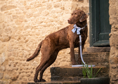 Brown dog standing on stone steps in front of a stone building wearing Shepherd's Purse Sailor Bow Tie and Waterproof Lead