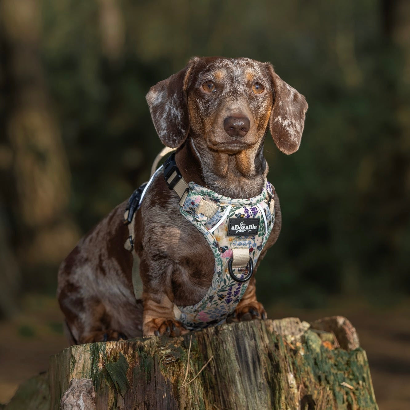 Hike & Go Lite™ Harness - Bumbles & Butterflies