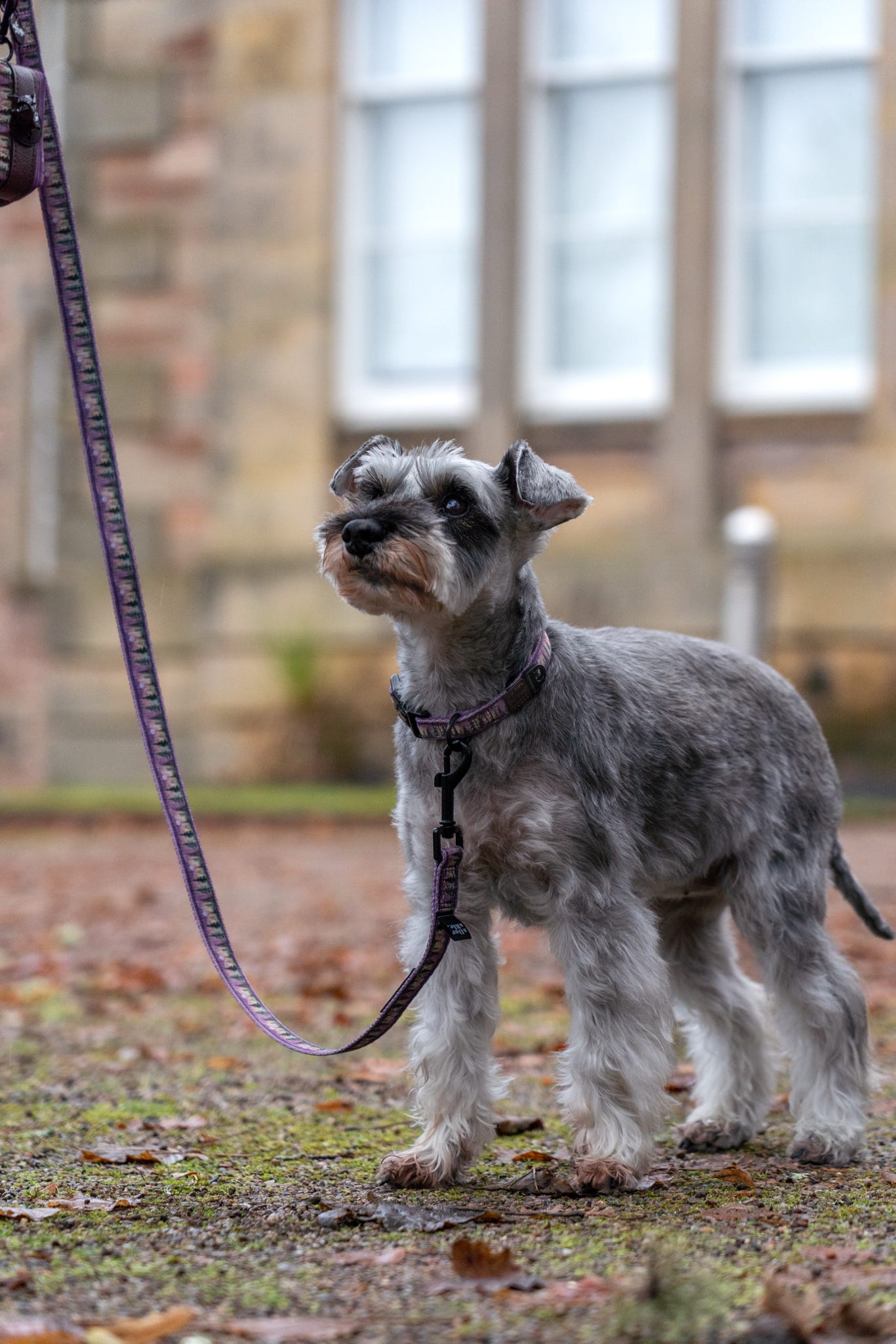 Lead - Moonlit Pines