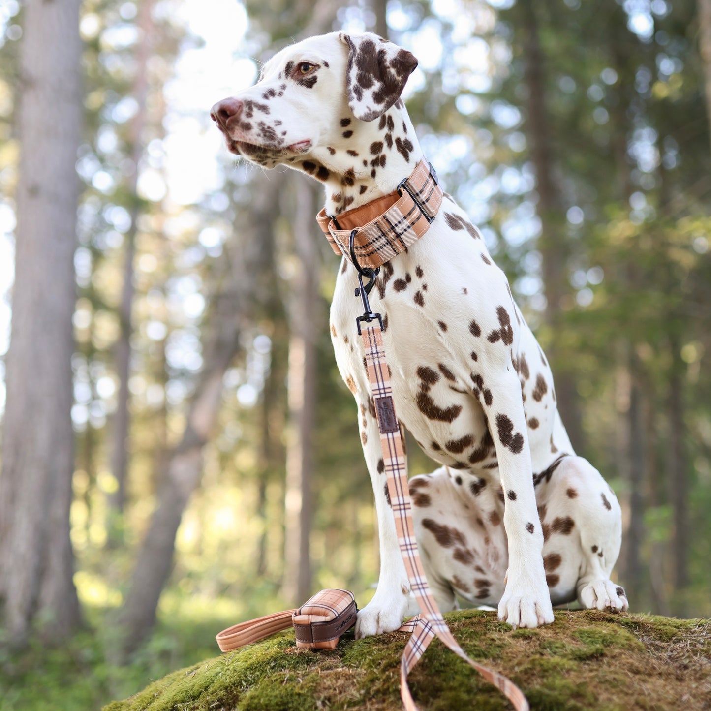 Heritage Martingale Collar - Butterscotch Biscuit