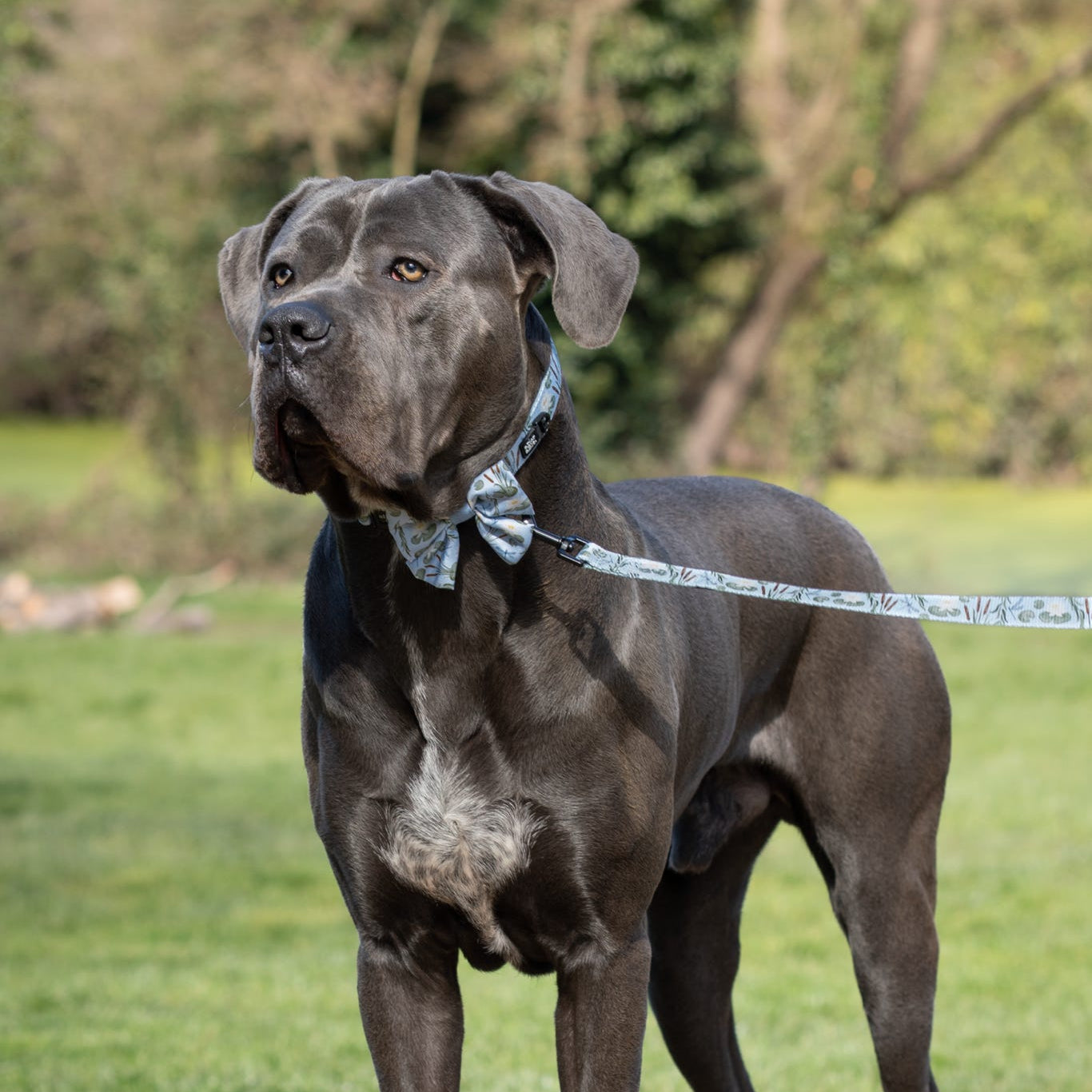 Fabric Dog Lead - Willow Waters