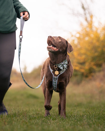 Lead - Daydream Heights