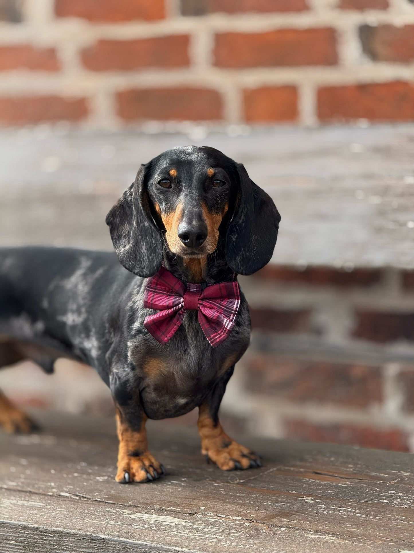 Heritage Sailor Bow Tie - Merlot Manor