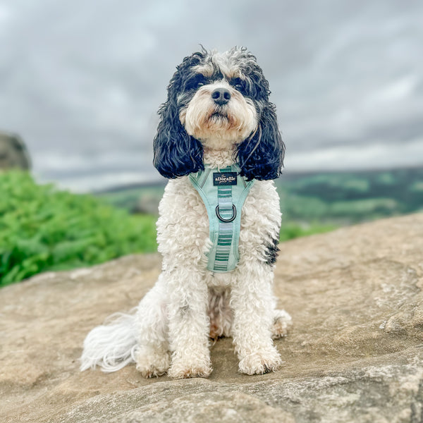 Hike & Go™ Harness - Hint Of Mint