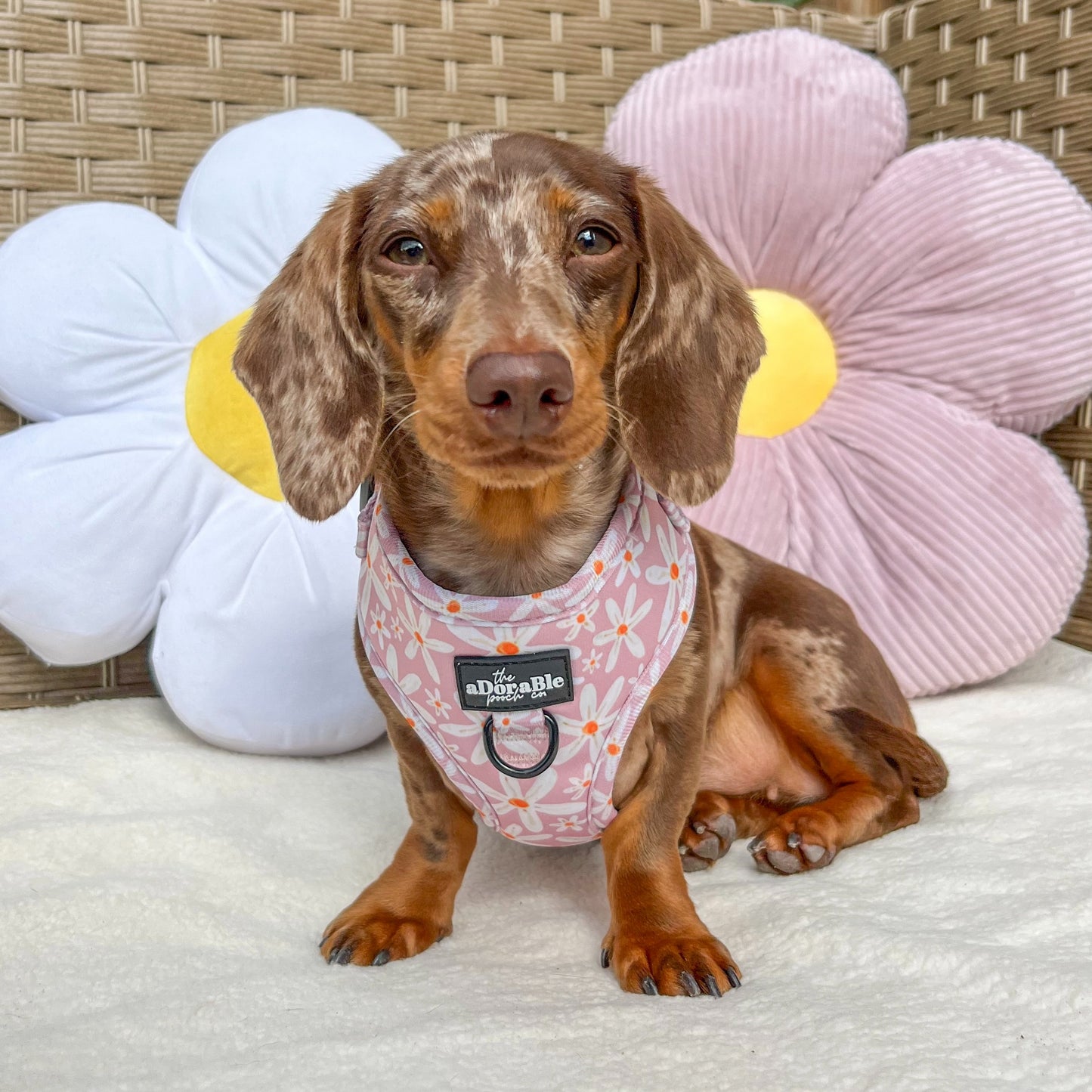 Adjustable Harness - Dandy Daisy