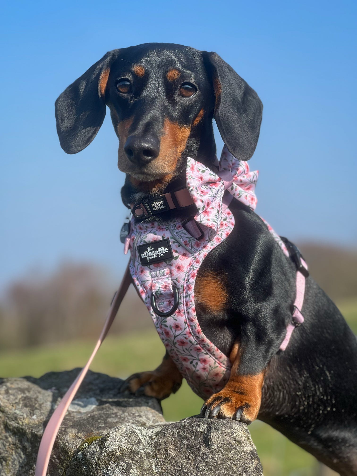 Dachshund wearing a pink floral harness and bow tie on a rock with a clear blue sky.