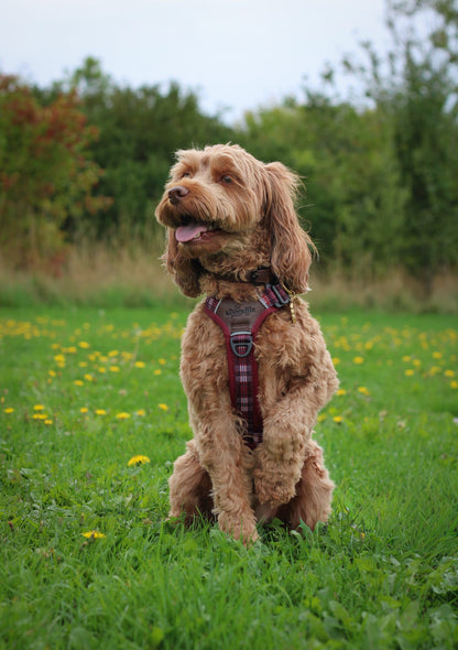 Streamline Pro™ Dog Harness - Heritage Collection - Merlot Manor