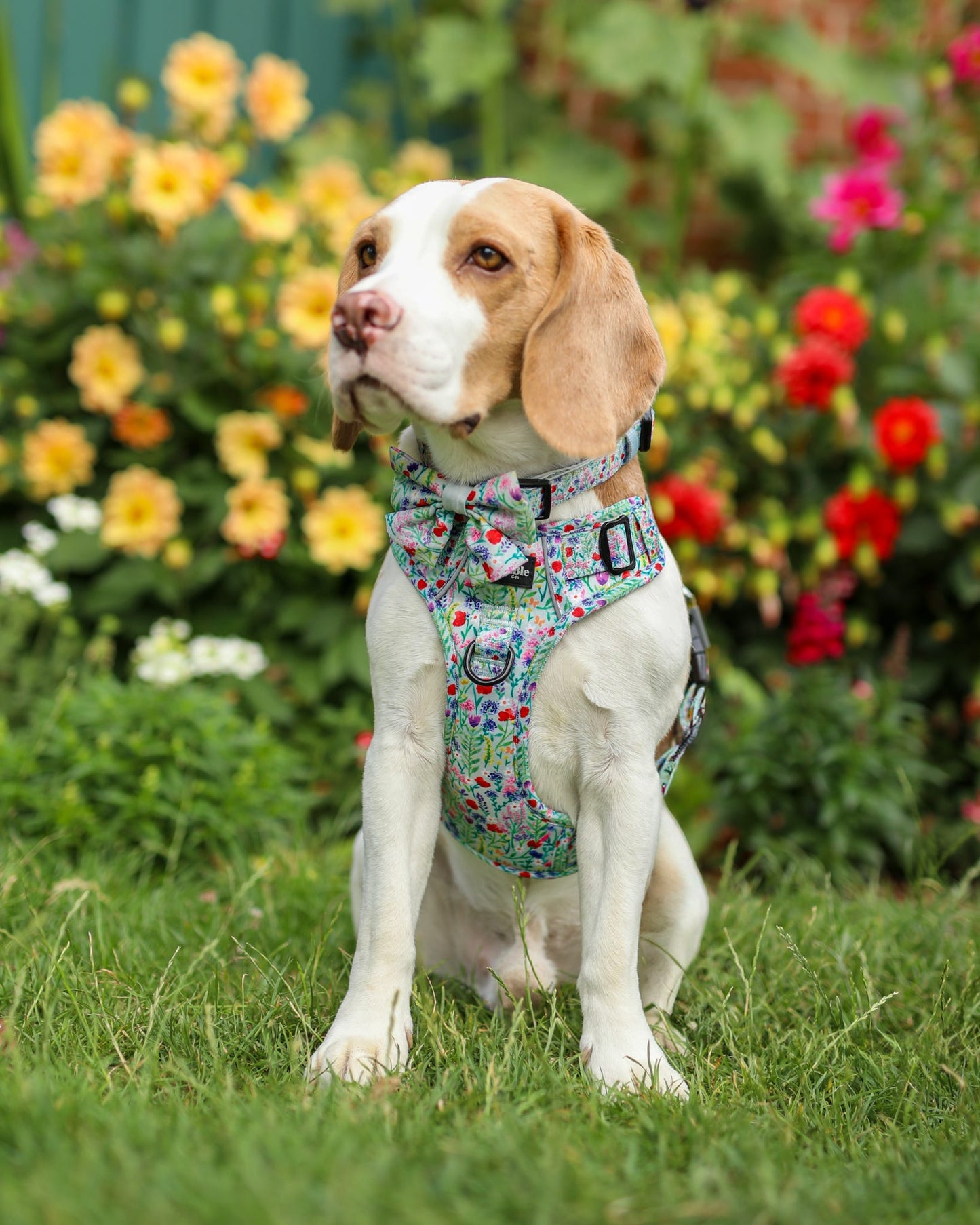 Hike & Go Lite™ Harness - Wildflower Meadow