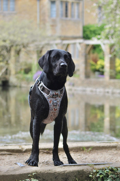 Hike & Go Lite™ Harness - Cotswold Cottage