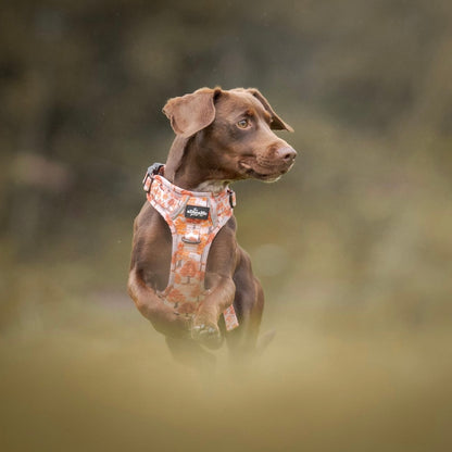 Hike & Go Lite™ Harness - Autumn Orchard