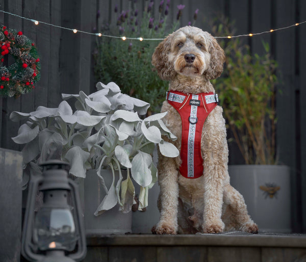 Hike & Go™ Harness - Garlands Of Evergreen