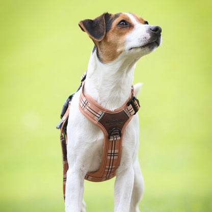 Streamline Pro™ Dog Harness - Heritage Collection - Butterscotch Biscuit