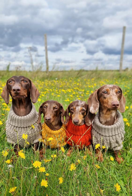 Hand Knitted Dachshund Jumper - Mocha