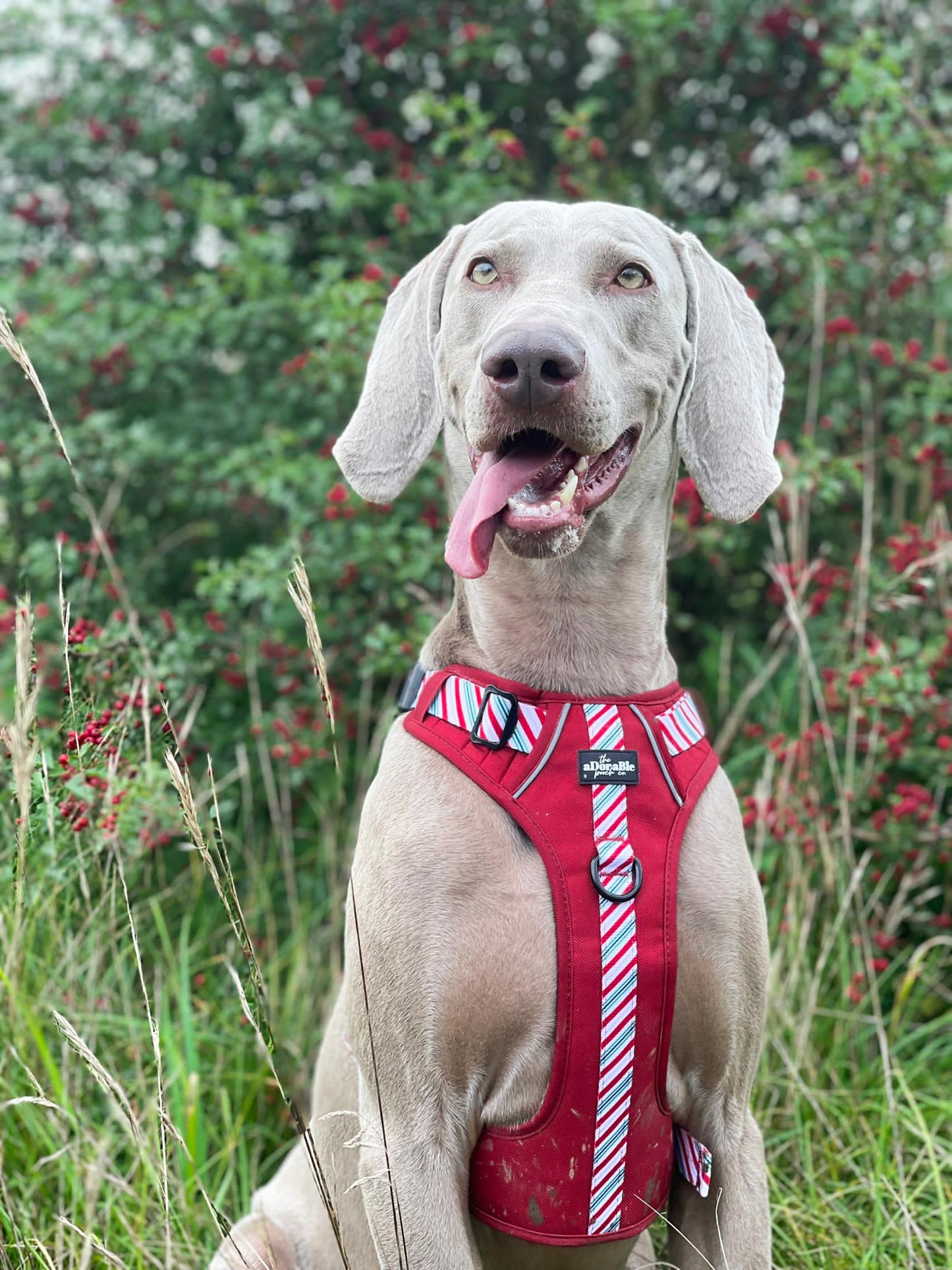 Hike & Go™ Harness - Candy Cane Swirl