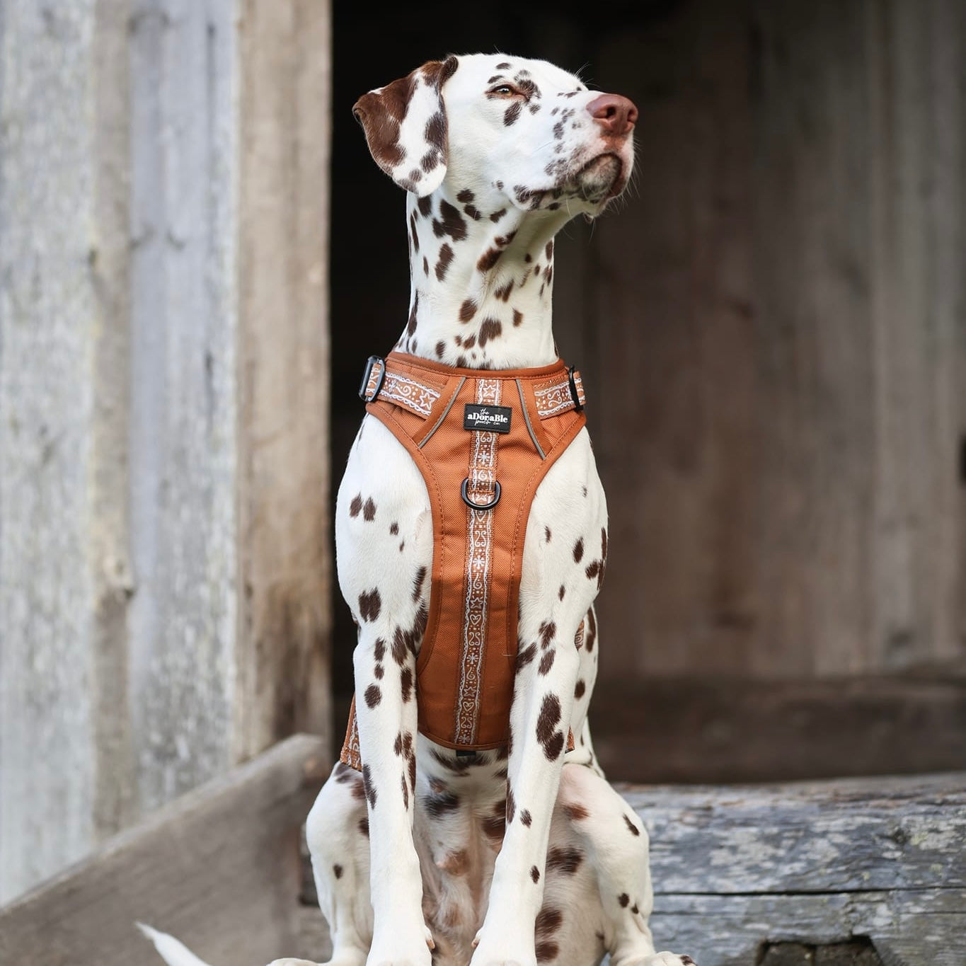 Hike & Go™ Harness - Gingerbread Frosting