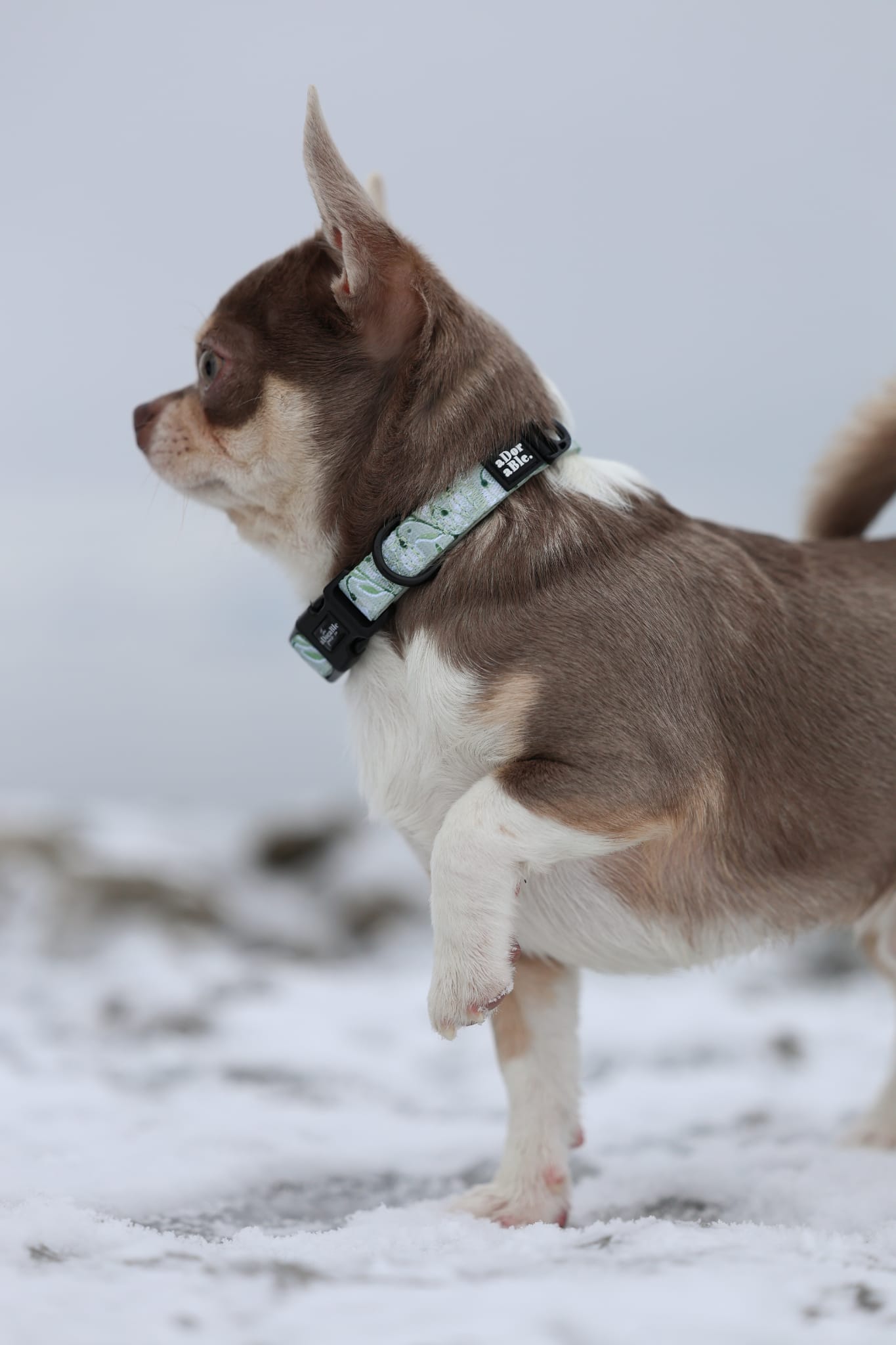 Dog Collar - Silent Snowdrops