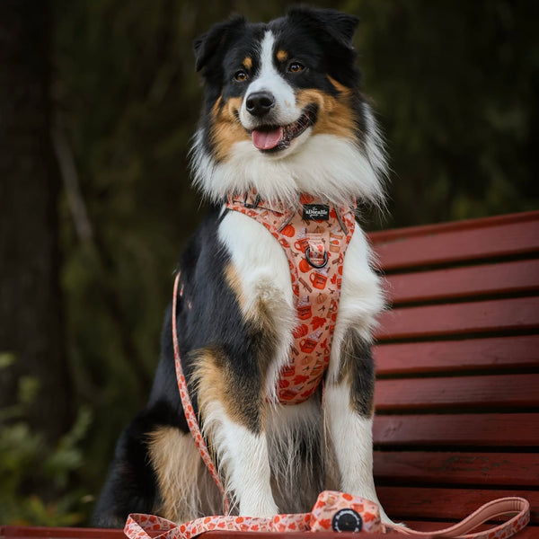 Hike & Go Lite™ Harness - Pumpkin Harvest