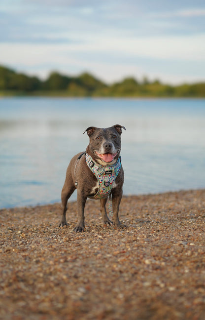 Hike & Go Lite™ Harness - Wildflower Meadow