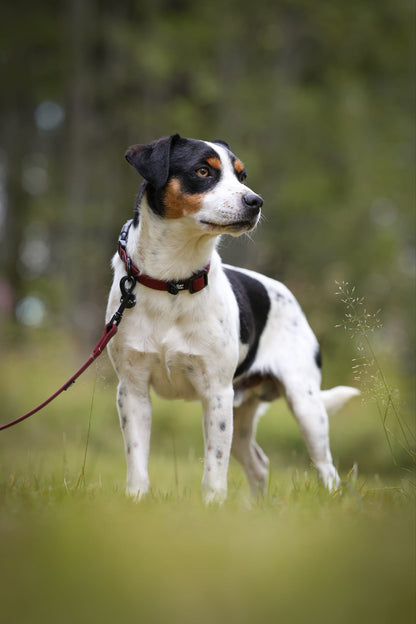 HydroFlex Lite™ Dog Collar - Merlot